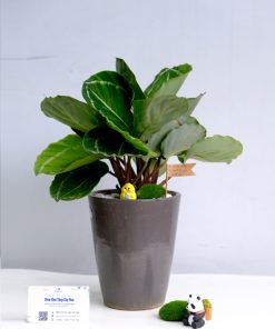 Chậu Đuôi Công Xanh Lá Tròn Quà Tặng