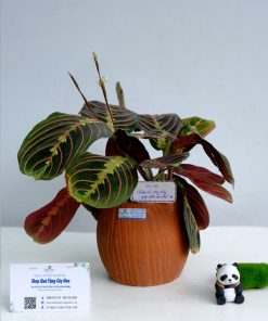 Chậu Đuôi Công Xương Cá Đỏ Quà Tặng