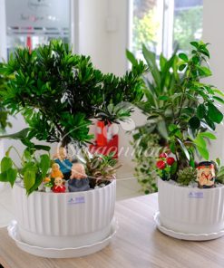 Chậu Tiểu Cảnh Si Bonsai Quà Tặng 6 Chậu Tiểu Cảnh Si Bonsai Quà Tặng - Ảnh 3