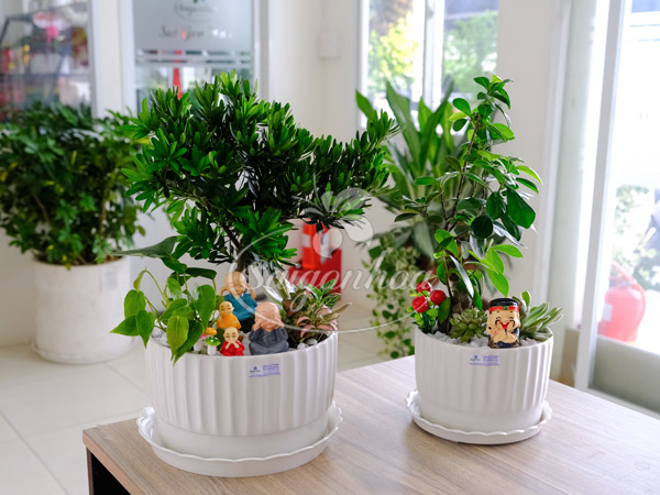 Chậu Tiểu Cảnh Vạn Niên Tùng Quà Tặng 9 Chậu Tiểu Cảnh Vạn Niên Tùng Quà Tặng