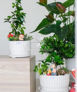 Alternative view of Chậu Tiểu Cảnh Si Bonsai Quà Tặng