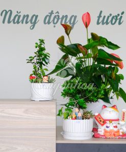 Chậu Tiểu Cảnh Vạn Niên Tùng Quà Tặng 5 Chậu Tiểu Cảnh Vạn Niên Tùng Quà Tặng - Ảnh 3
