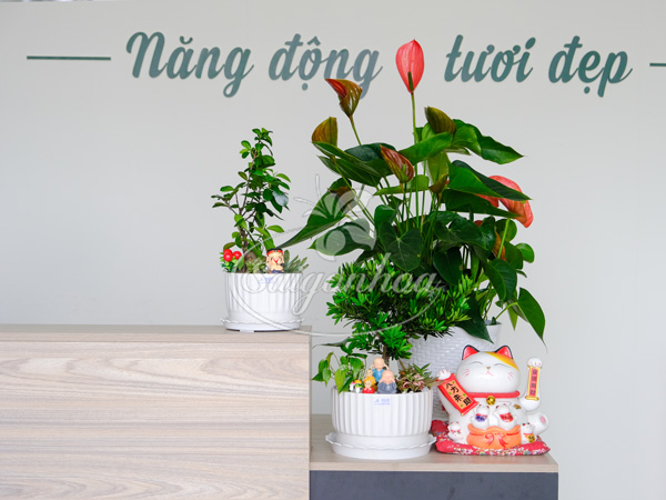 Chậu Tiểu Cảnh Vạn Niên Tùng Quà Tặng 3 Chậu Tiểu Cảnh Vạn Niên Tùng Quà Tặng - Ảnh 3