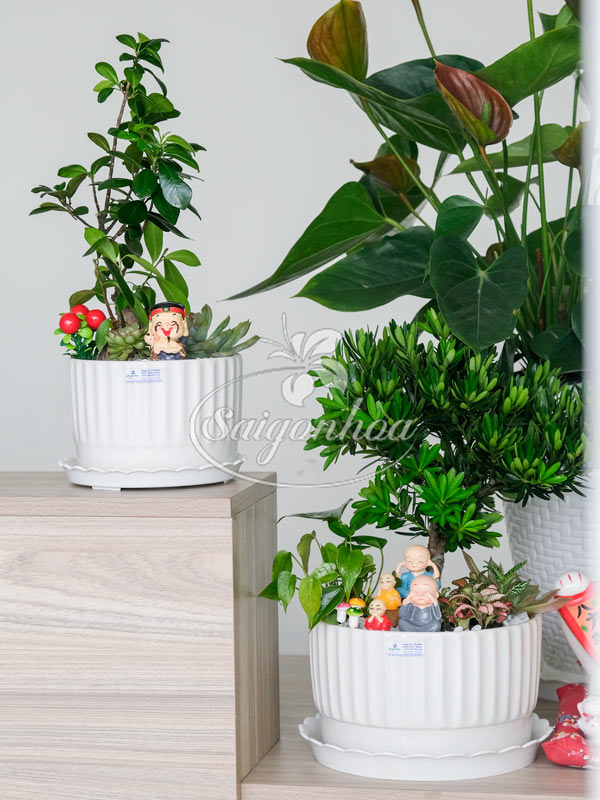 Chậu Tiểu Cảnh Vạn Niên Tùng Quà Tặng 2 Chậu Tiểu Cảnh Vạn Niên Tùng Quà Tặng - Ảnh 2