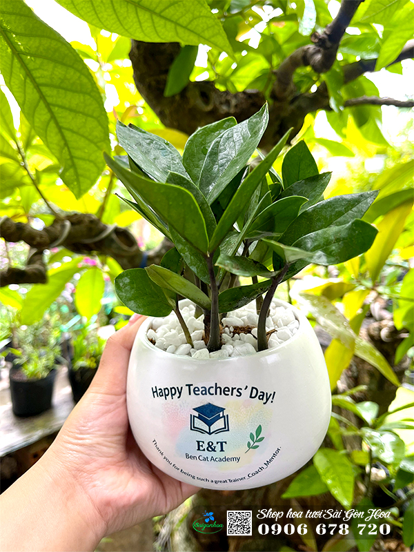chau cay qua tang in logo 7 1