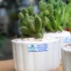 Chậu Cây Xương Rồng Quà Tặng Doanh Nghiệp