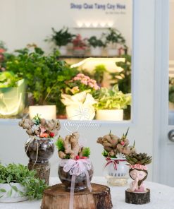 Trang Chủ 42 Chậu Gừng Thuỷ Sinh - Cây Gừng Trong Nước