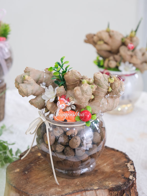 Chậu Gừng Thuỷ Sinh - Cây Gừng Trong Nước 23 Chậu Gừng Thuỷ Sinh - Cây Gừng Trong Nước