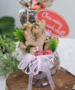 Alternative view of Chậu Gừng Thuỷ Sinh - Cây Gừng Trong Nước