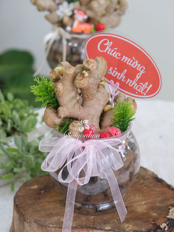 Chậu Gừng Thuỷ Sinh - Cây Gừng Trong Nước 2 Chậu Gừng Thuỷ Sinh - Cây Gừng Trong Nước - Ảnh 2