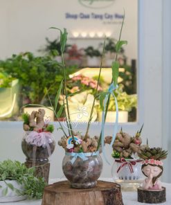 Chậu Gừng Thuỷ Sinh - Cây Gừng Trong Nước 12 gung shop hoa 5