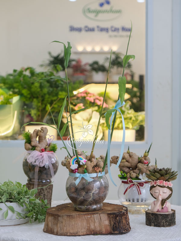 Chậu Gừng Thuỷ Sinh - Cây Gừng Trong Nước 6 Chậu Gừng Thuỷ Sinh - Cây Gừng Trong Nước - Ảnh 6