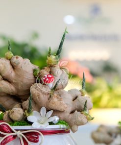 Chậu Gừng Thuỷ Sinh - Cây Gừng Trong Nước 11 gung shop hoa 6