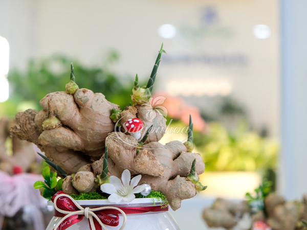 Chậu Gừng Thuỷ Sinh - Cây Gừng Trong Nước 5 Chậu Gừng Thuỷ Sinh - Cây Gừng Trong Nước - Ảnh 5