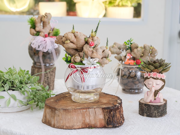 Chậu Gừng Thuỷ Sinh - Cây Gừng Trong Nước 7 Chậu Gừng Thuỷ Sinh - Cây Gừng Trong Nước - Ảnh 7