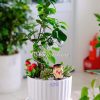 Chậu Tiểu Cảnh Si Bonsai Quà Tặng