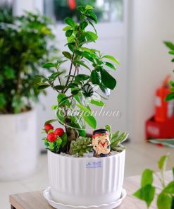 Chậu Tiểu Cảnh Si Bonsai Quà Tặng