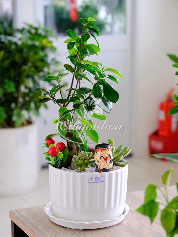 Chậu Tiểu Cảnh Si Bonsai Quà Tặng 8 Chậu Tiểu Cảnh Si Bonsai Quà Tặng