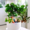 Chậu Tiểu Cảnh Vạn Niên Tùng Quà Tặng