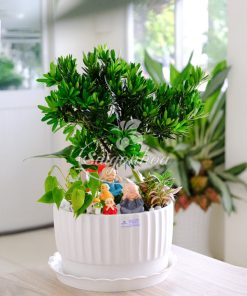 Chậu Tiểu Cảnh Vạn Niên Tùng Quà Tặng