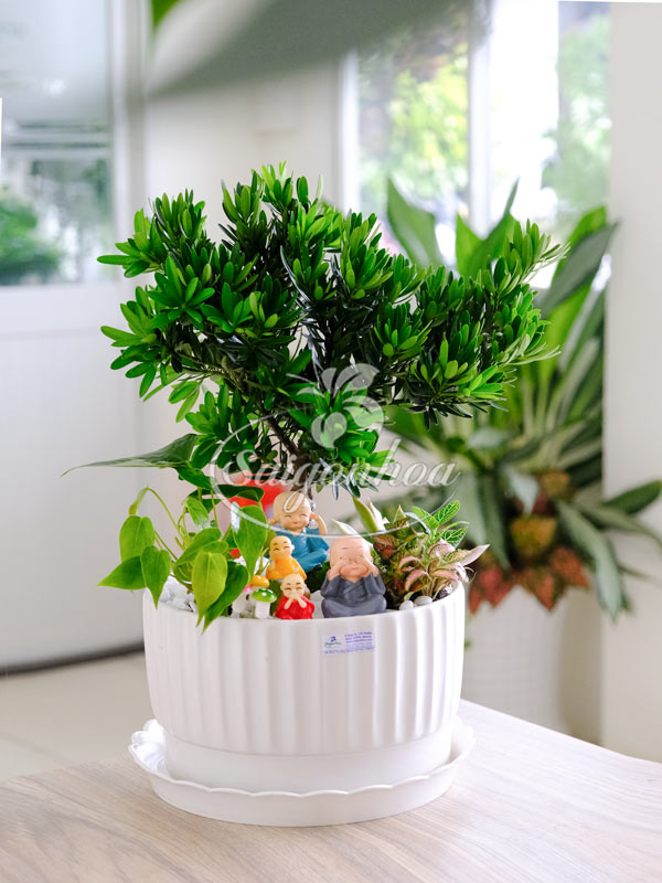 Chậu Tiểu Cảnh Vạn Niên Tùng Quà Tặng 6 Chậu Tiểu Cảnh Vạn Niên Tùng Quà Tặng