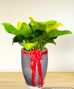 Chậu Cây Trầu Bà Đế Vương - Cây Nội Thất Để Sàn