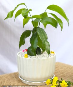 chau cay dau may man 1