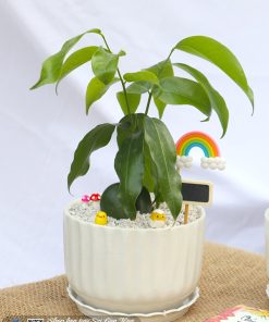 chau cay dau may man 2