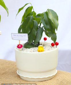 chau cay dau may man 3