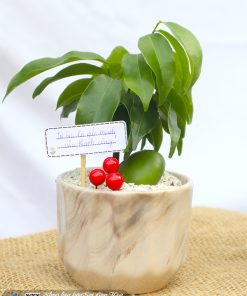 chau cay dau may man 4