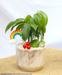 chau cay dau may man 5