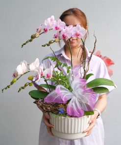 Chậu Hoa Lan Hồ Điệp Mini 8-3