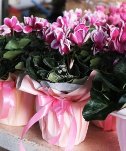 Hoa Anh Thao Goi Giay Qua Tang 1