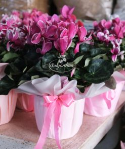 Hoa Anh Thao Goi Giay Qua Tang 2