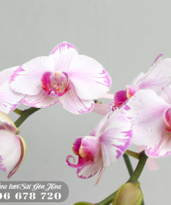 Lan Ho Diep Mini Hong Phan Qua Tang 14