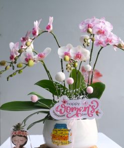 Chậu Lan Hồ Điệp Mini Hồng Quà Tặng
