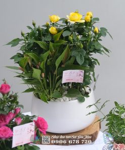 chau hoa hong mix hong mon qua tang 3