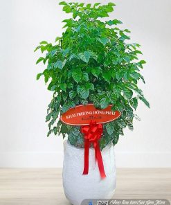 Chậu Cây Hạnh Phúc Quà Tặng Khai Trương