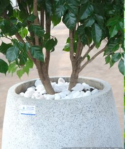 chau cay hanh phuc qua tang khai truong 2