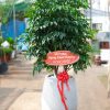Chậu Cây Hạnh Phúc Quà Tặng Khai Trương