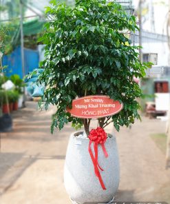Chậu Cây Hạnh Phúc Quà Tặng Khai Trương