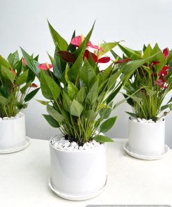 chau cay hong mon chau su nho 2