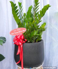 chau cay kim tien qua tang khai truong