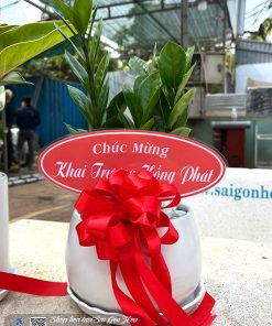 Chậu Cây Kim Tiền Để Bàn Tặng Khai Trương