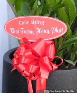 chau cay kim tien qua tang khai truong 3