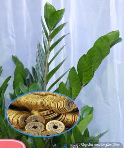 chau cay kim tien qua tang khai truong 5