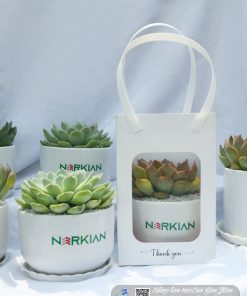 Chậu Cây Sen Đá Quà Tặng Doanh Nghiệp