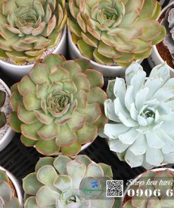 chau cay sen da qua tang doanh nghiep 11