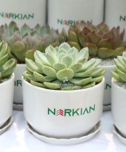 chau cay sen da qua tang doanh nghiep 19