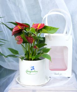 chậu hoa hồng môn để bàn quà tặng